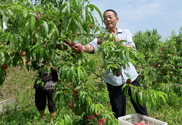 林果产业,桃园,采摘,农村,生态,,人居环境,产业化,,红冠桃,,果农,就业,,农民