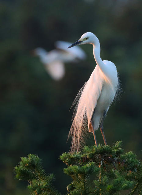 鹭鸟 繁育  生态 自然 山林