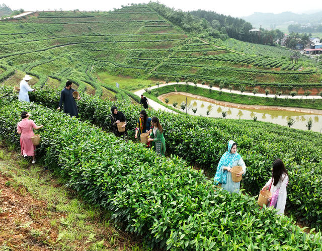 留学生 茶  文化 茶园