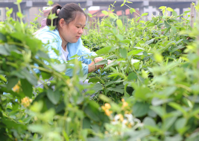 金银花 种植 乡村振兴