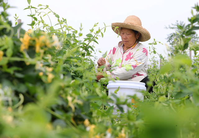 金银花 种植 乡村振兴