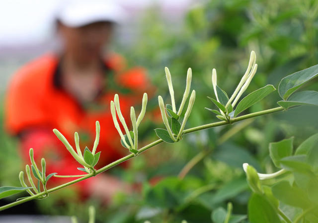 金银花 种植 乡村振兴