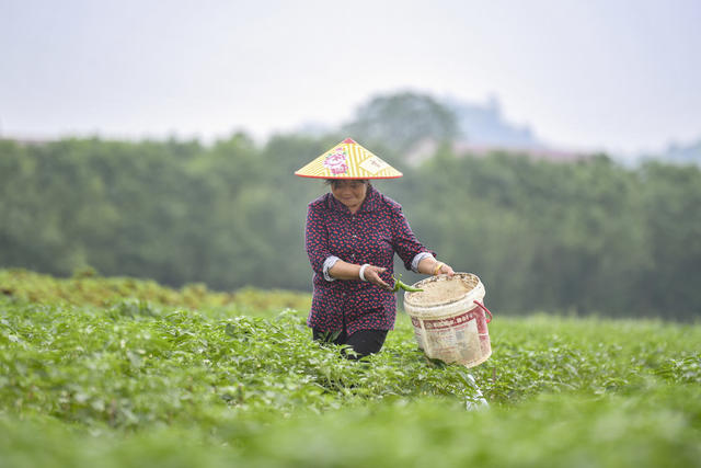 现代农业 脱贫 蔬菜合作社 种植基地 贫困户 小康生活 