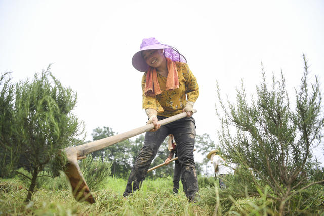 现代农业 脱贫 蔬菜合作社 种植基地 贫困户 小康生活 