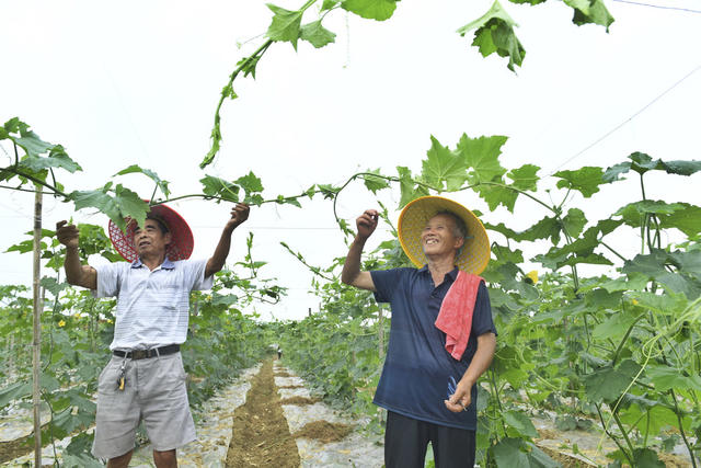  Modern agricultural poverty relief vegetable cooperative planting base poor households live a well-off life 