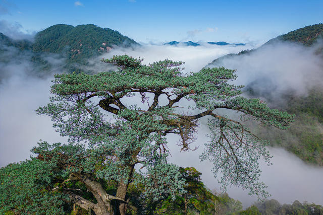 莽山 野生动植物 自然 保护区 生态 景点