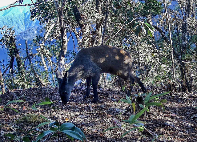 莽山 野生动植物 自然 保护区 生态 景点