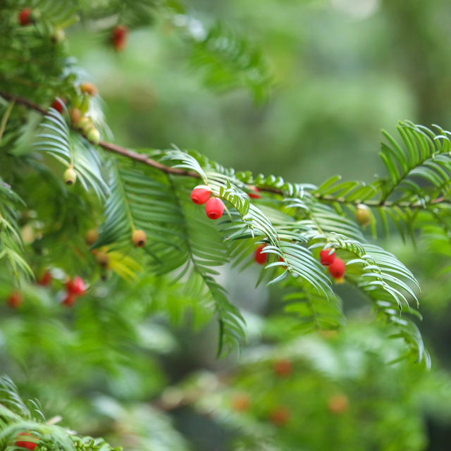 莽山 野生动植物 自然 保护区 生态 景点