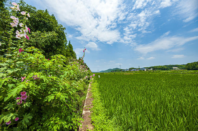 稻田