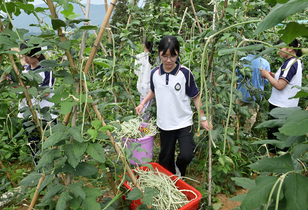 劳动 教育 学生 学校 校园农场  劳动实践 蔬菜 采摘  劳动实践基地