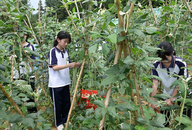 劳动 教育 学生 学校 校园农场  劳动实践 蔬菜 采摘  劳动实践基地