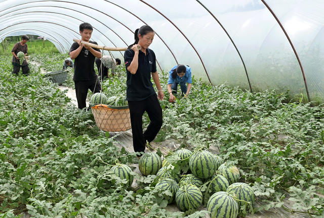 种植业 西瓜  采摘 市场 特色农产品 农业 农村 瓜果 丰收