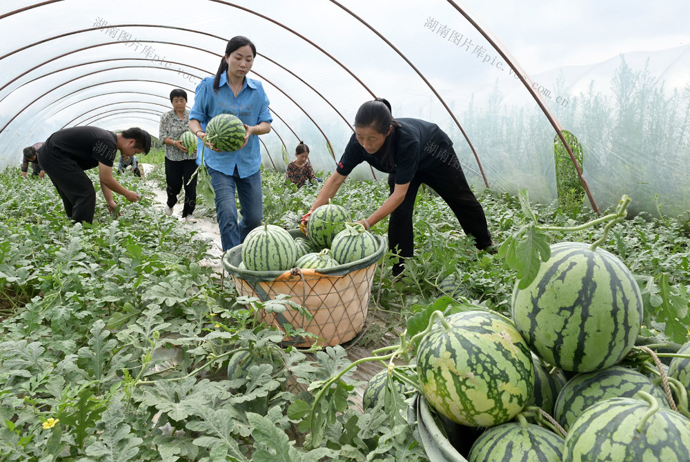 种植业 西瓜  采摘 市场 特色农产品 农业 农村 瓜果 丰收