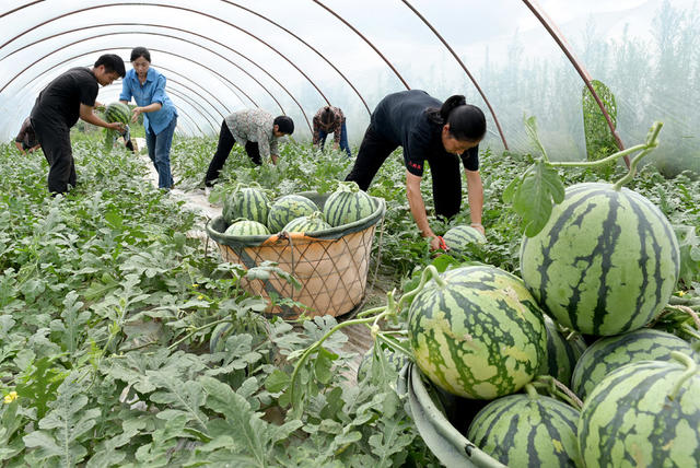 种植业 西瓜  采摘 市场 特色农产品 农业 农村 瓜果 丰收