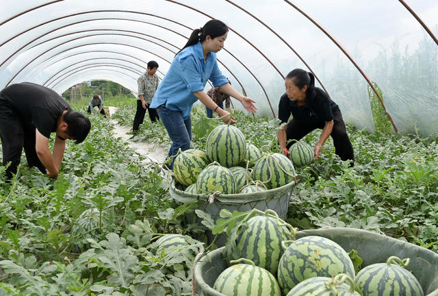 种植业 西瓜  采摘 市场 特色农产品 农业 农村 瓜果 丰收