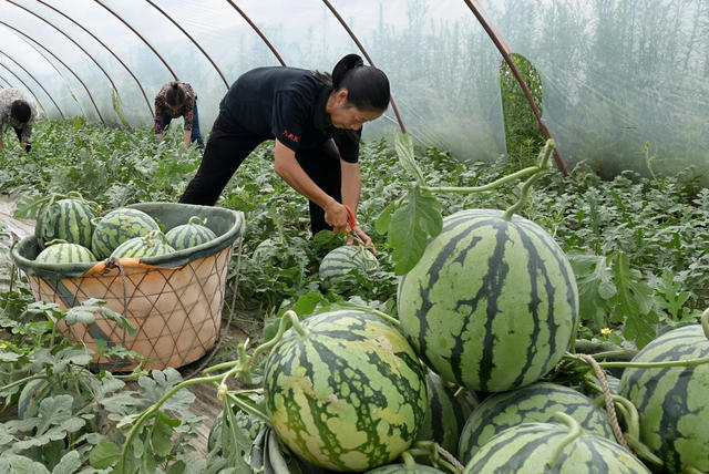 种植业 西瓜  采摘 市场 特色农产品 农业 农村 瓜果 丰收