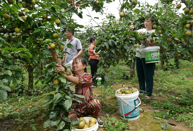 翠冠梨 林果产业 种植业 农村 农业 果农 采摘 特色产业 园艺场  丰产增收