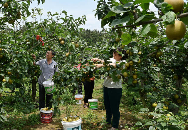翠冠梨 林果产业 种植业 农村 农业 果农 采摘 特色产业 园艺场  丰产增收