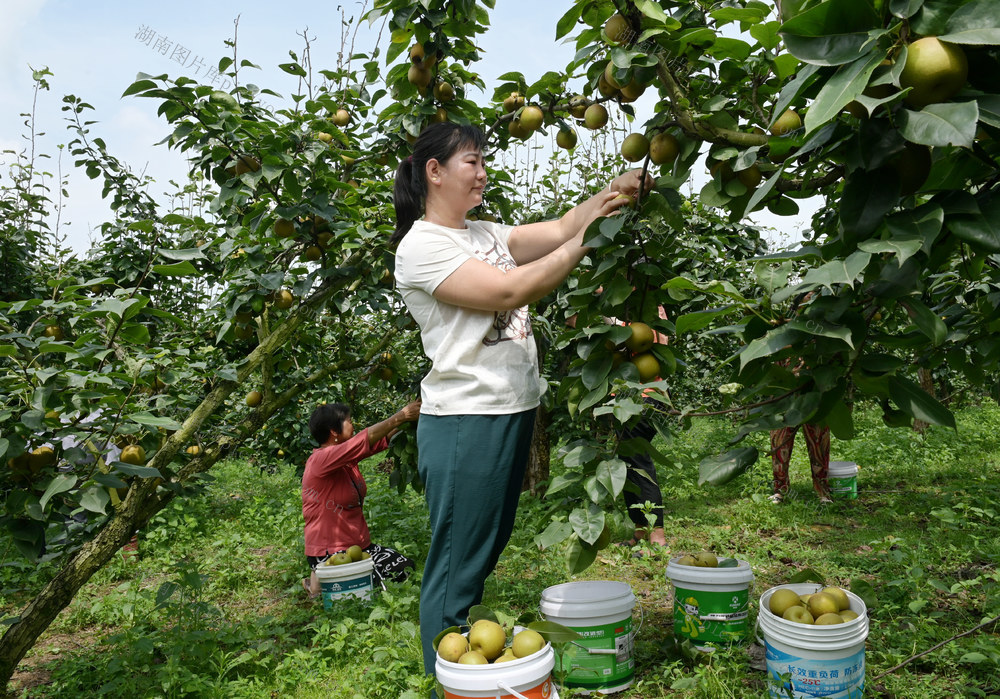 翠冠梨 林果产业 种植业 农村 农业 果农 采摘 特色产业 园艺场  丰产增收