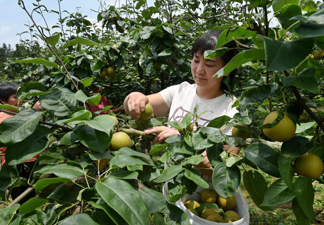 翠冠梨 林果产业 种植业 农村 农业 果农 采摘 特色产业 园艺场  丰产增收