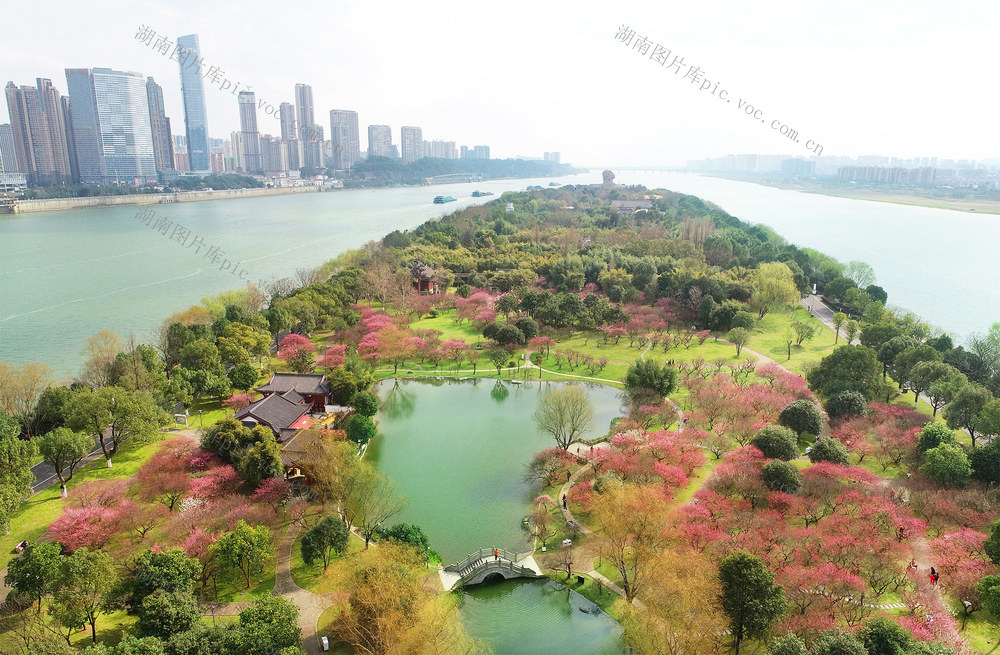  Red Plum in Juzizhou Scenic Area