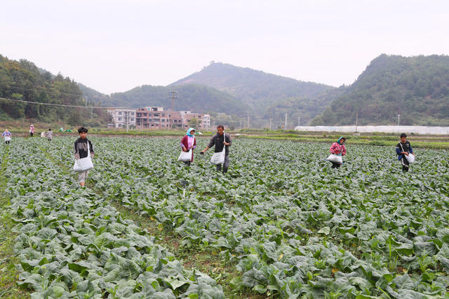 蔬菜  管护  施肥  立冬
