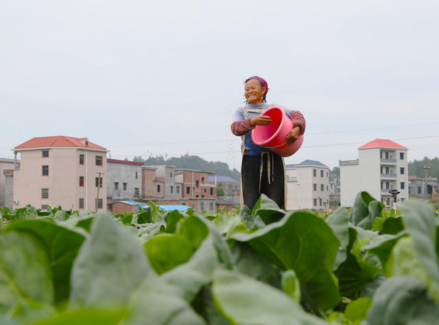 蔬菜  管护  施肥  立冬