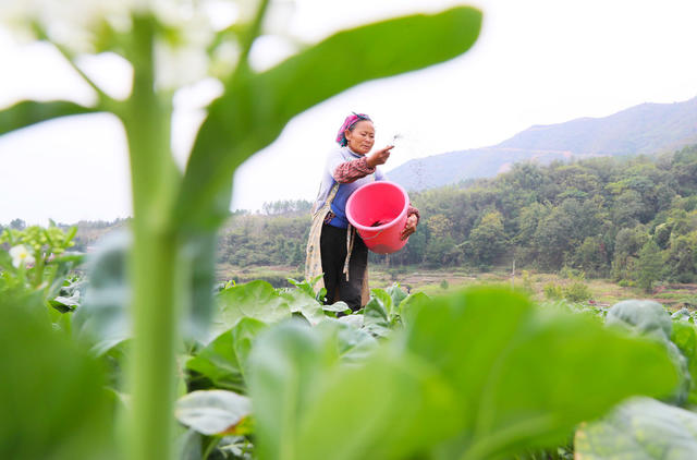 蔬菜  管护  施肥  立冬