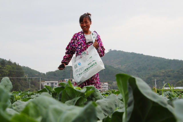 蔬菜  管护  施肥  立冬