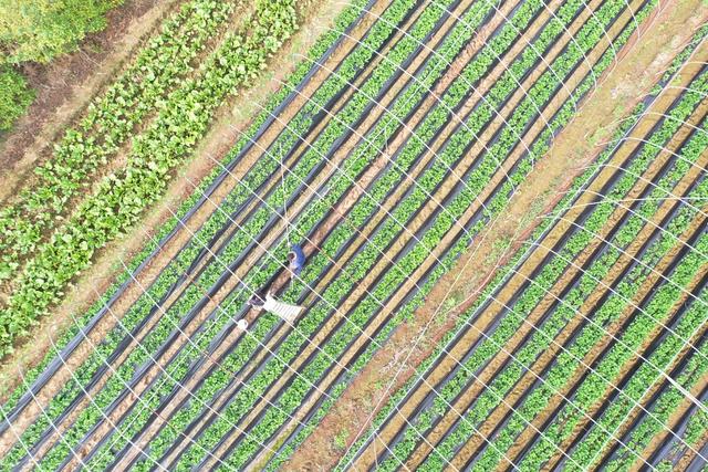 湖南 新田 立冬 节气 草莓 管护 农忙