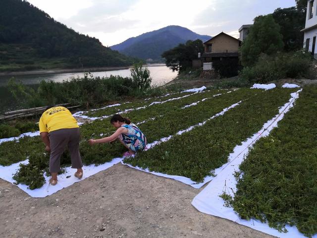 种植中药材助乡村产业振兴