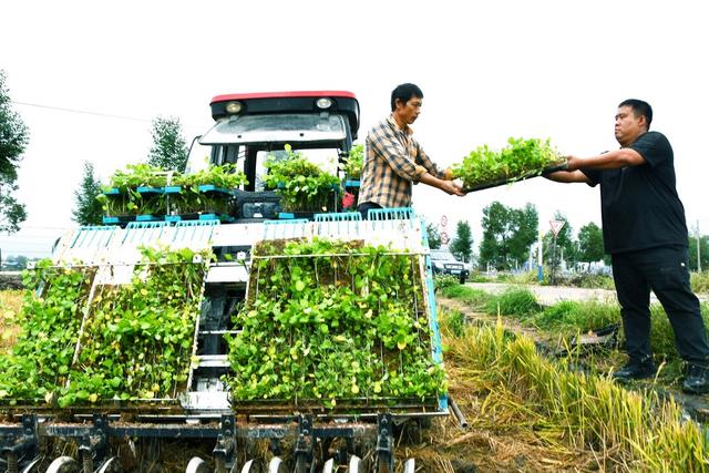 抢种  油菜  助增收