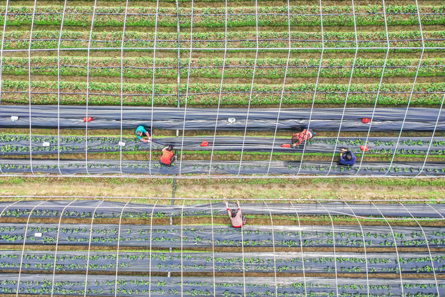 草莓 农业 种植 乡村 田间 管护 水果 稻莓轮作