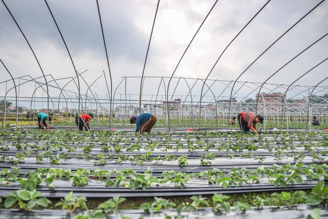 草莓 农业 种植 乡村 田间 管护 水果 稻莓轮作