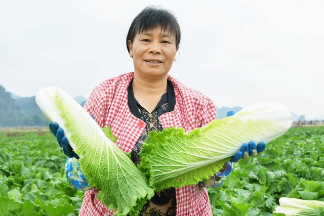   供港  蔬菜    采收忙