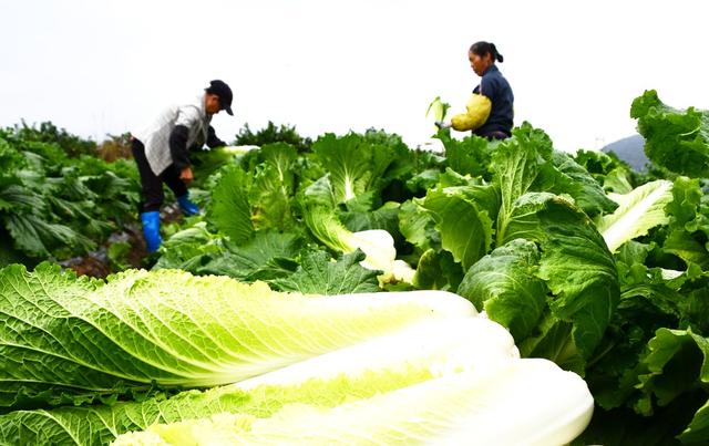  供港  蔬菜    采收忙