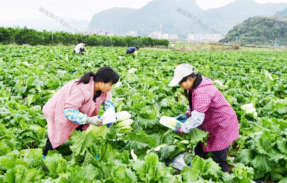   供港  蔬菜    采收忙