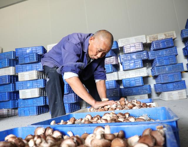 香菇产业助增收