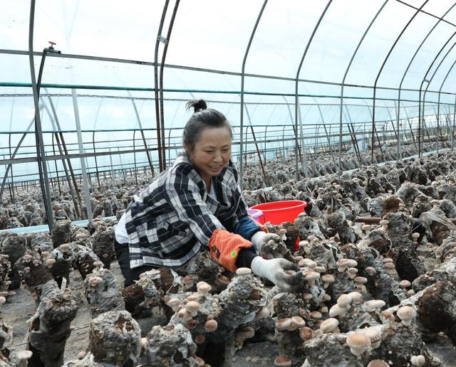 香菇产业助增收