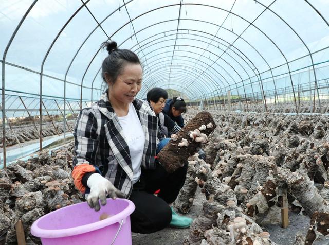 香菇产业助增收