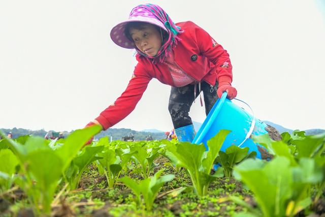 立冬  节气 农业 蔬菜  草莓 管护 道县