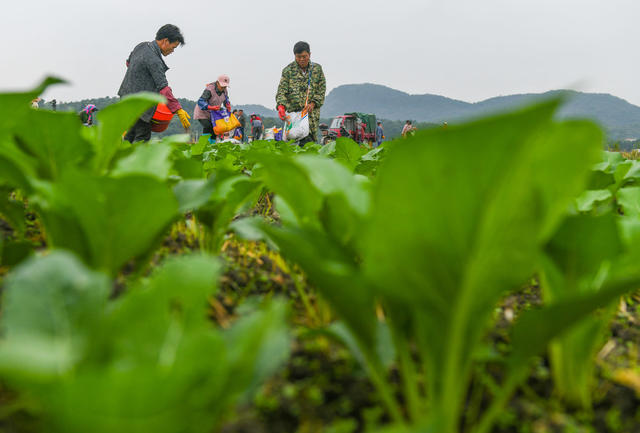 立冬  节气 农业 蔬菜  草莓 管护 道县