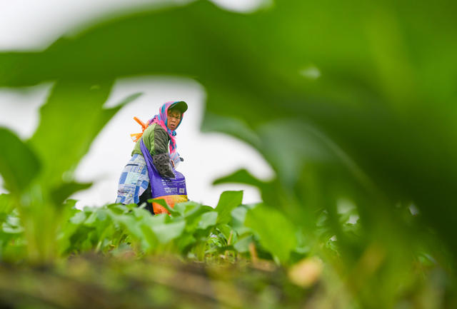 立冬  节气 农业 蔬菜  草莓 管护 道县