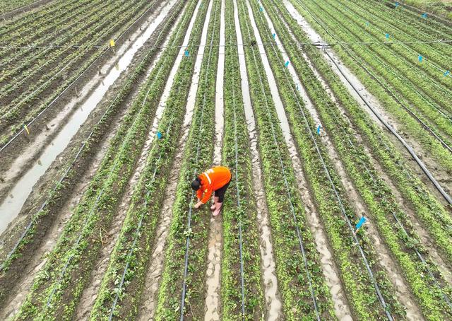 立冬  节气 农业 蔬菜  草莓 管护 道县