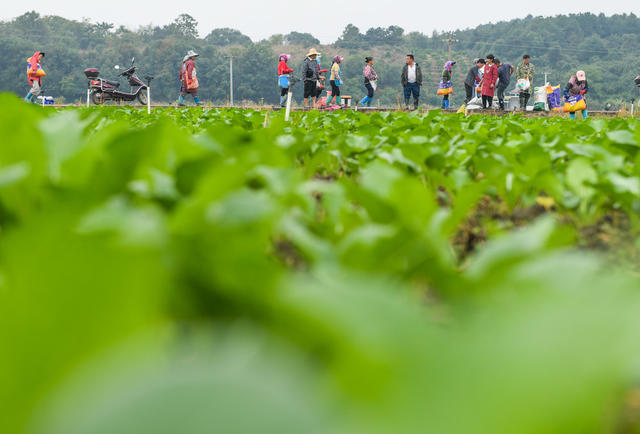 立冬  节气 农业 蔬菜  草莓 管护 道县