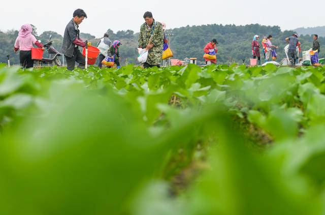立冬  节气 农业 蔬菜  草莓 管护 道县