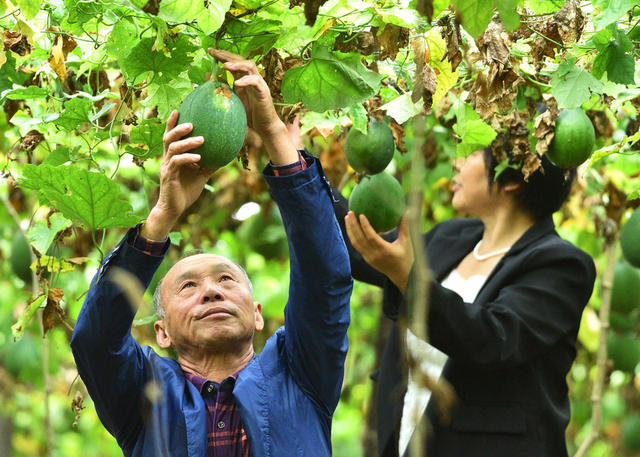 嘉禾：瓜蒌熟 采摘忙