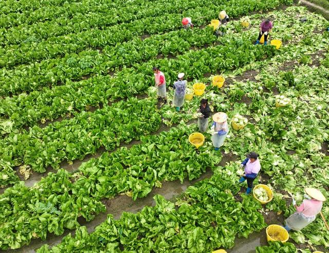 蔬菜  农业  菜篮子 增收 采收