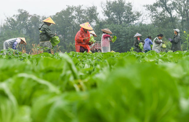 蔬菜  农业  菜篮子 增收 采收