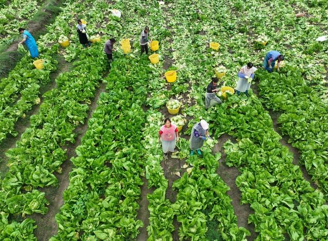 蔬菜  农业  菜篮子 增收 采收